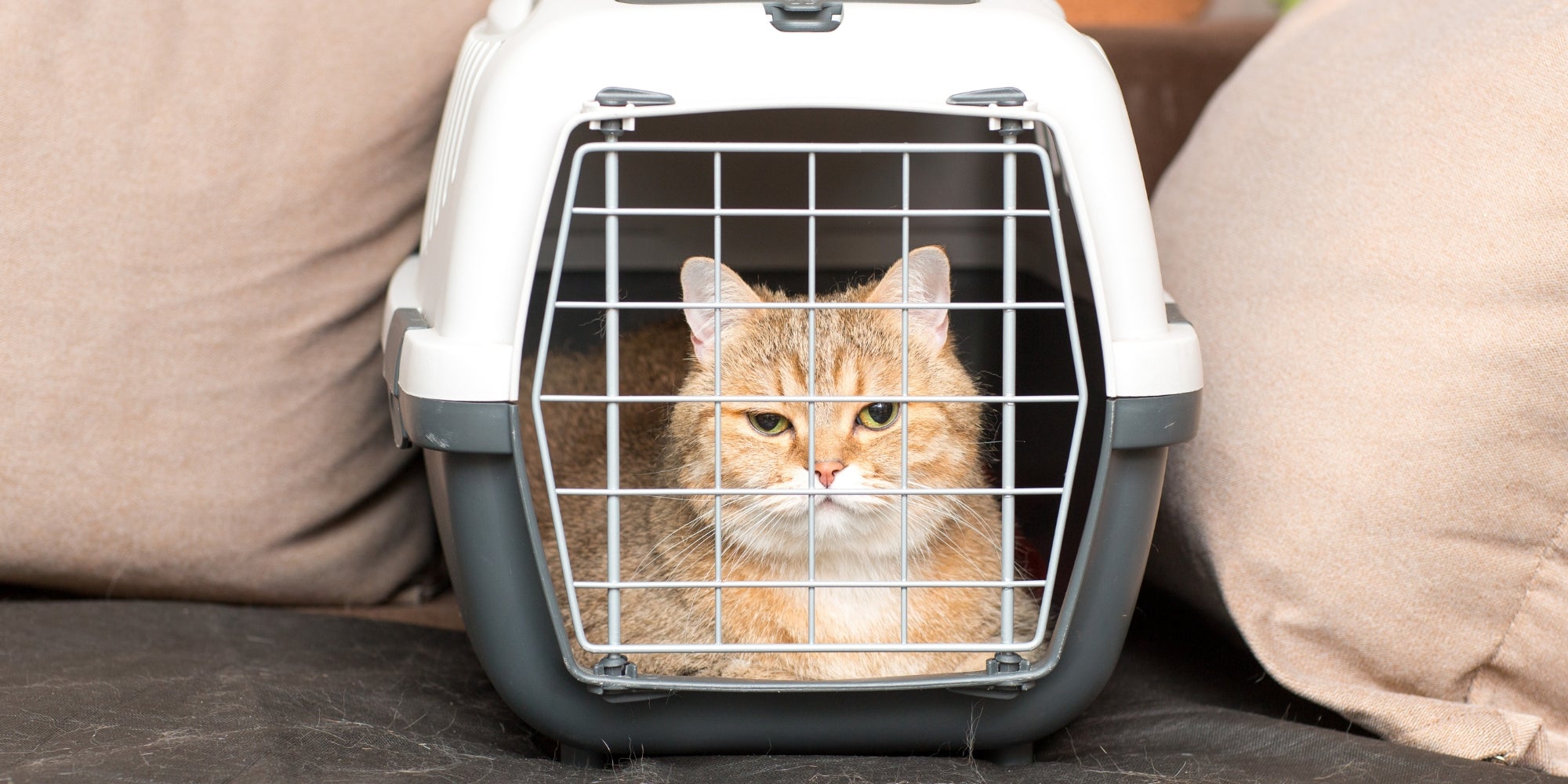 Golden Chinchilla Raza Gato Sentado en Transportín.