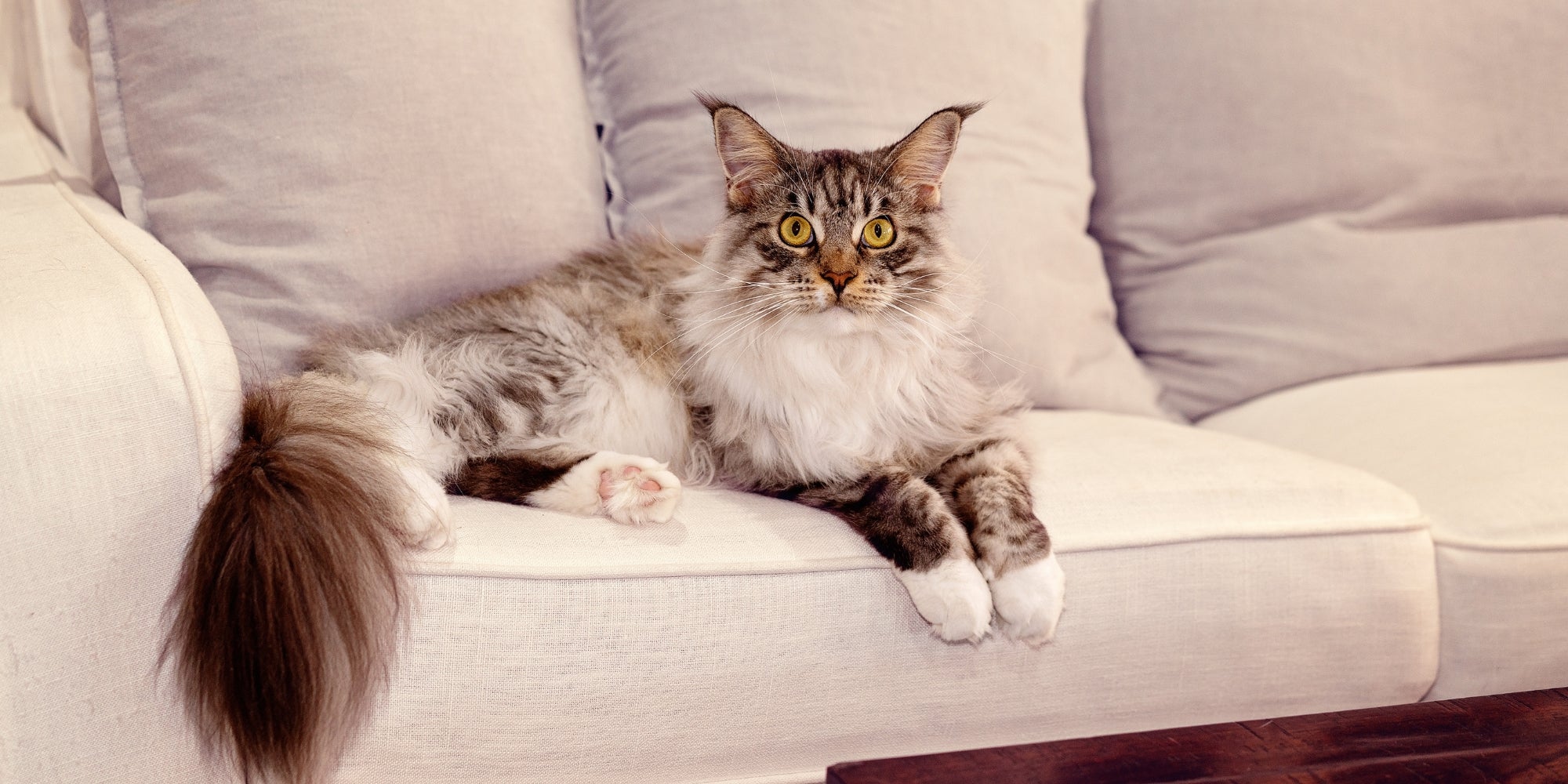 Gato Main Coon sentado en un sofá