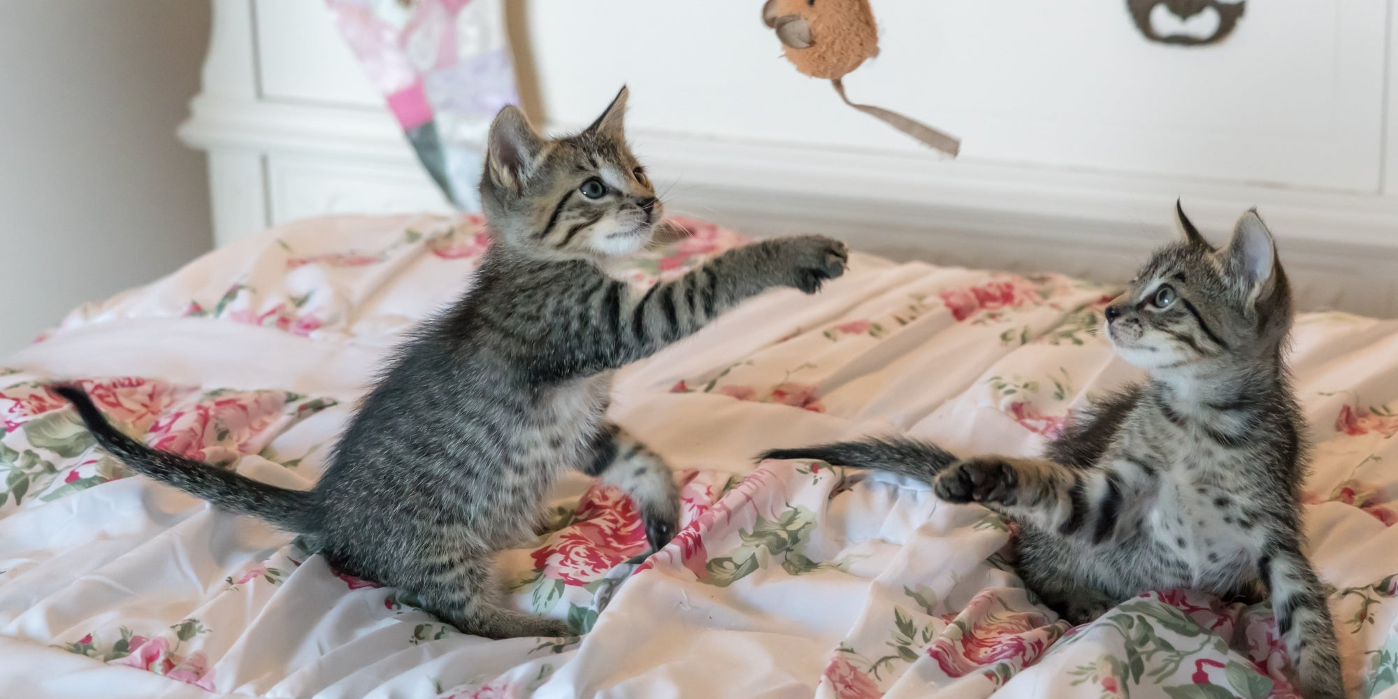 Gatos jugando en la cama