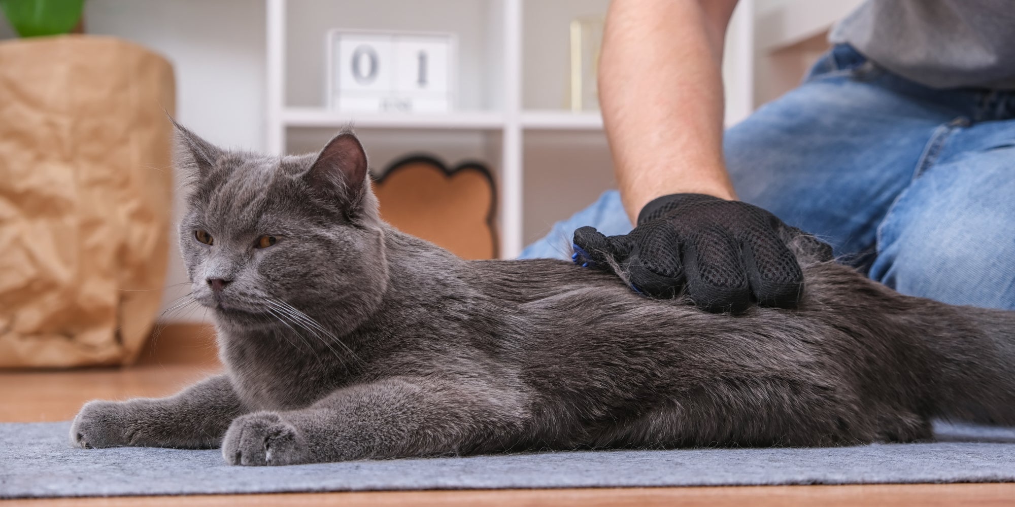 Un hombre peina el pelo del gato con un guante y un peine especiales.