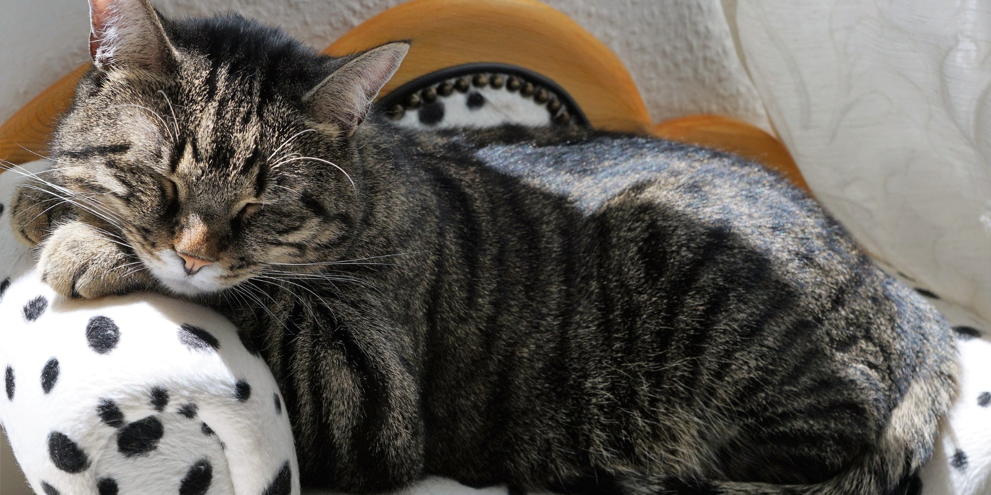 Lindo gato descansando