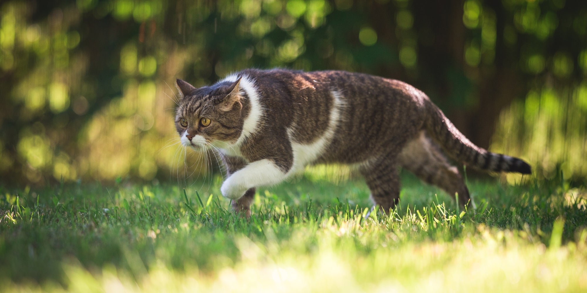 Gato cazando en el jardín