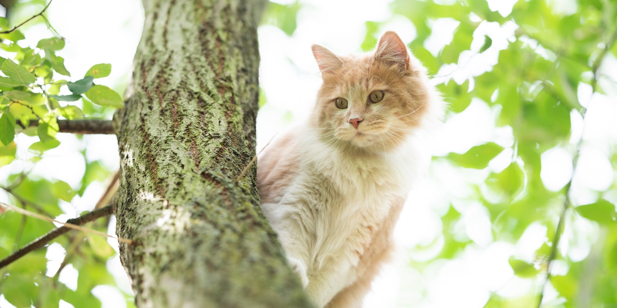 gato en el árbol
