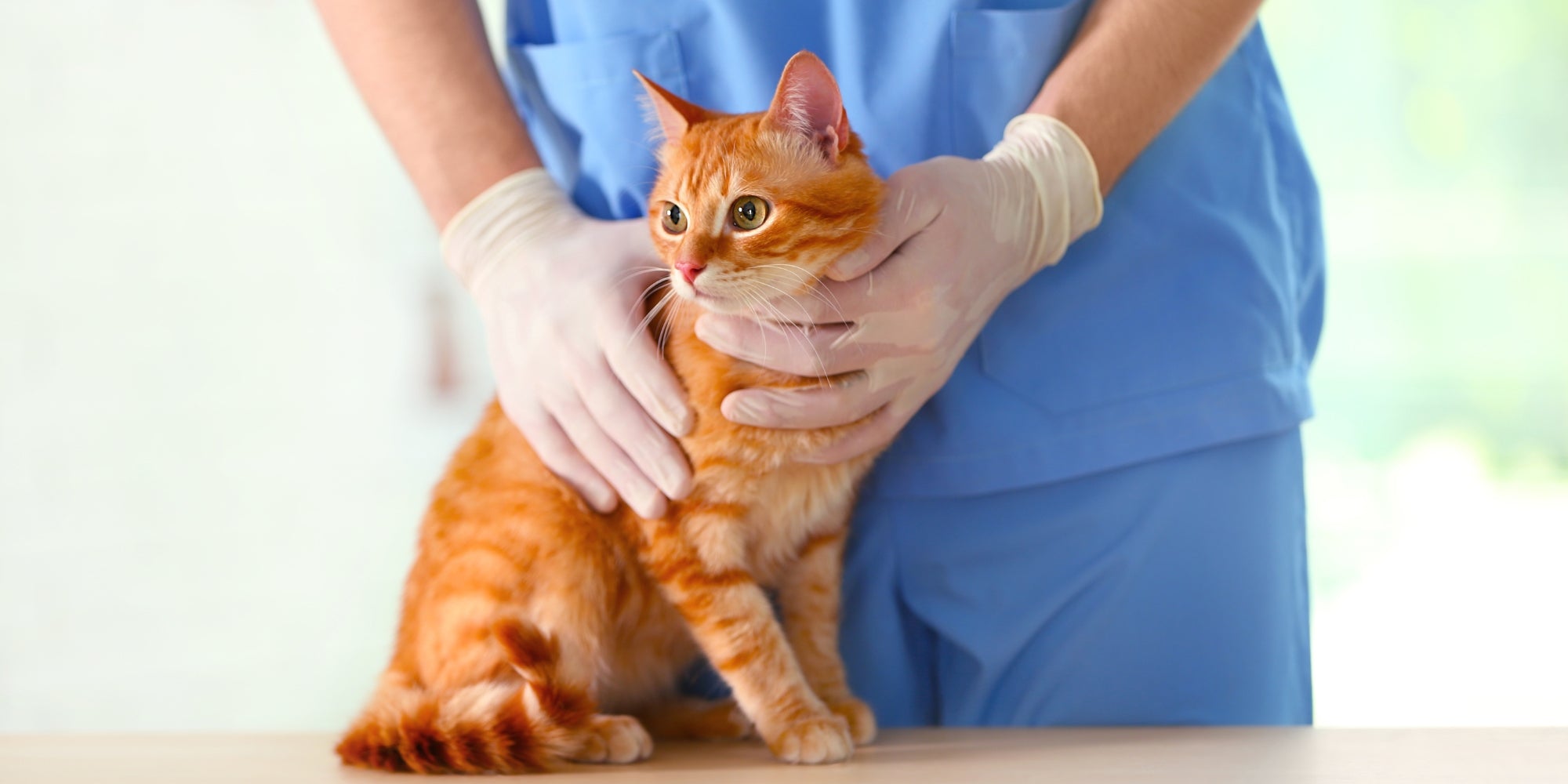 Médico veterinario con gato en una clínica veterinaria