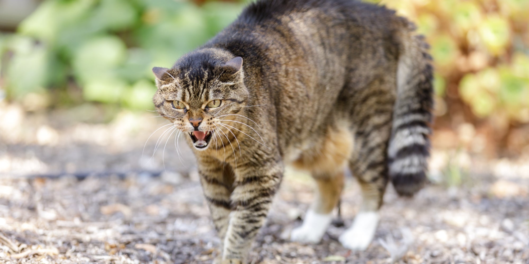 Siseo de gato