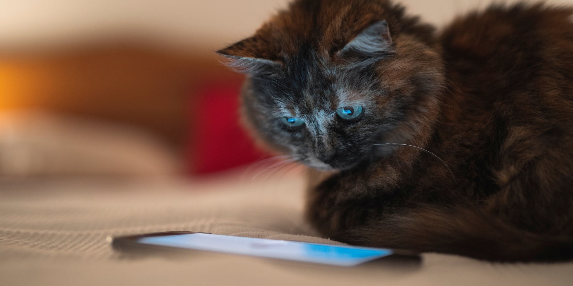 Gato viendo un vídeo en el teléfono