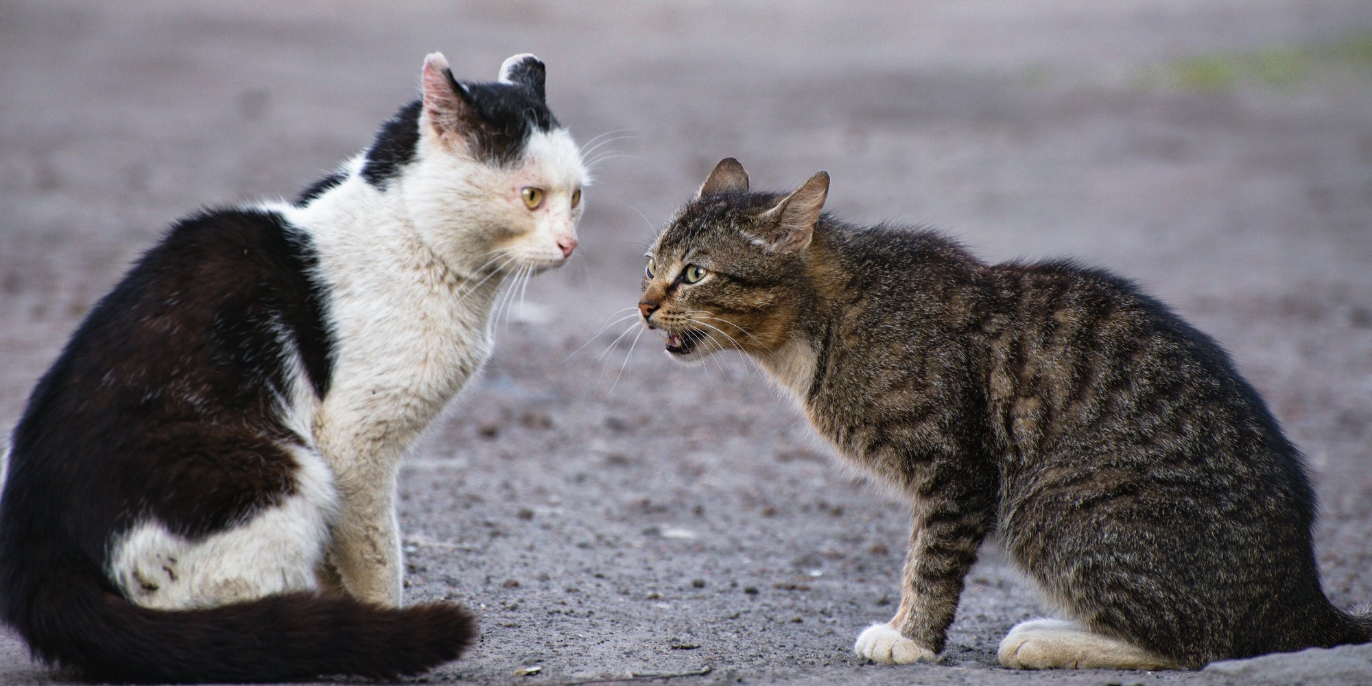 gato maúlla sobre otro gato