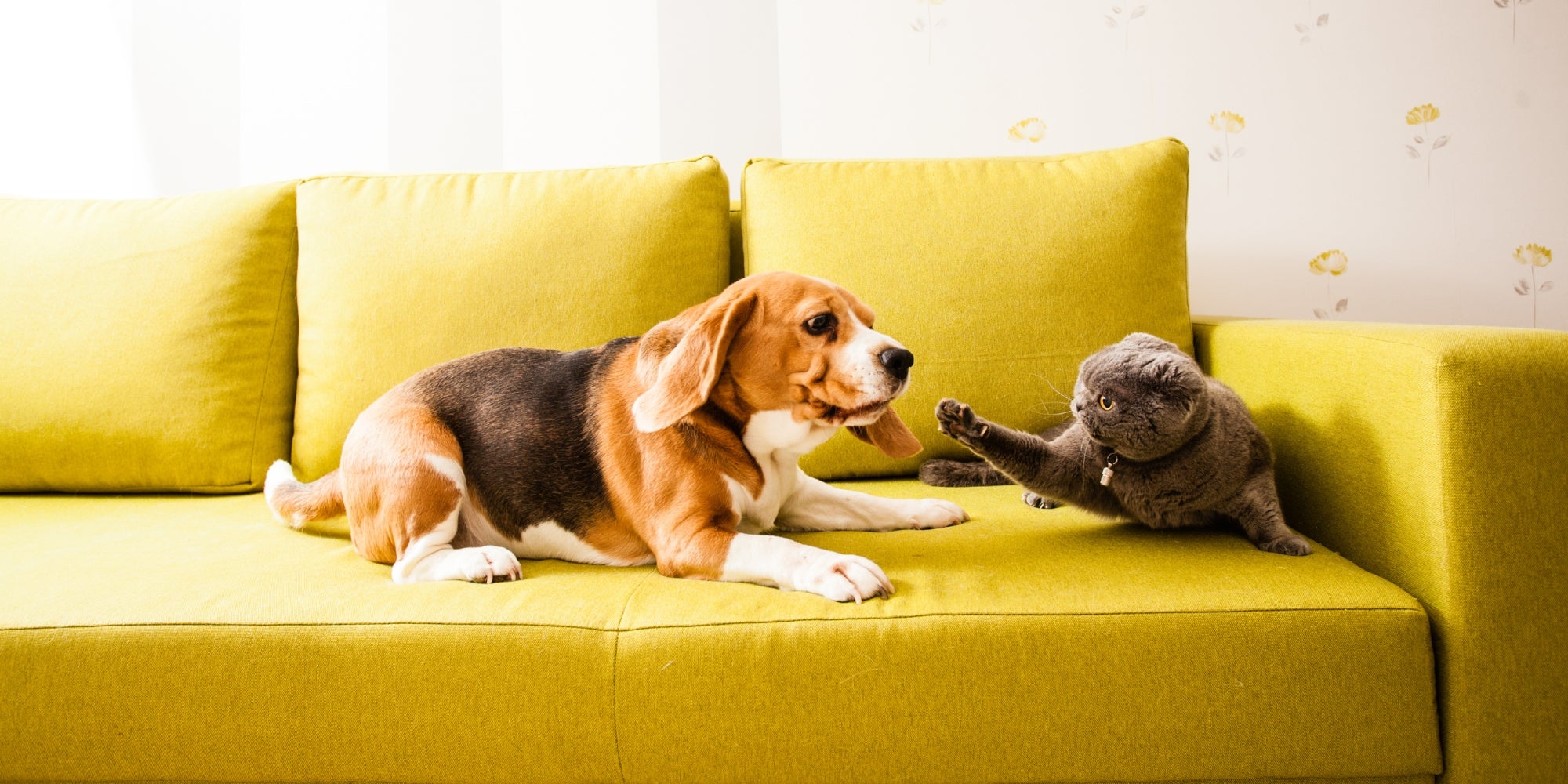 Peleas de perros y gatos