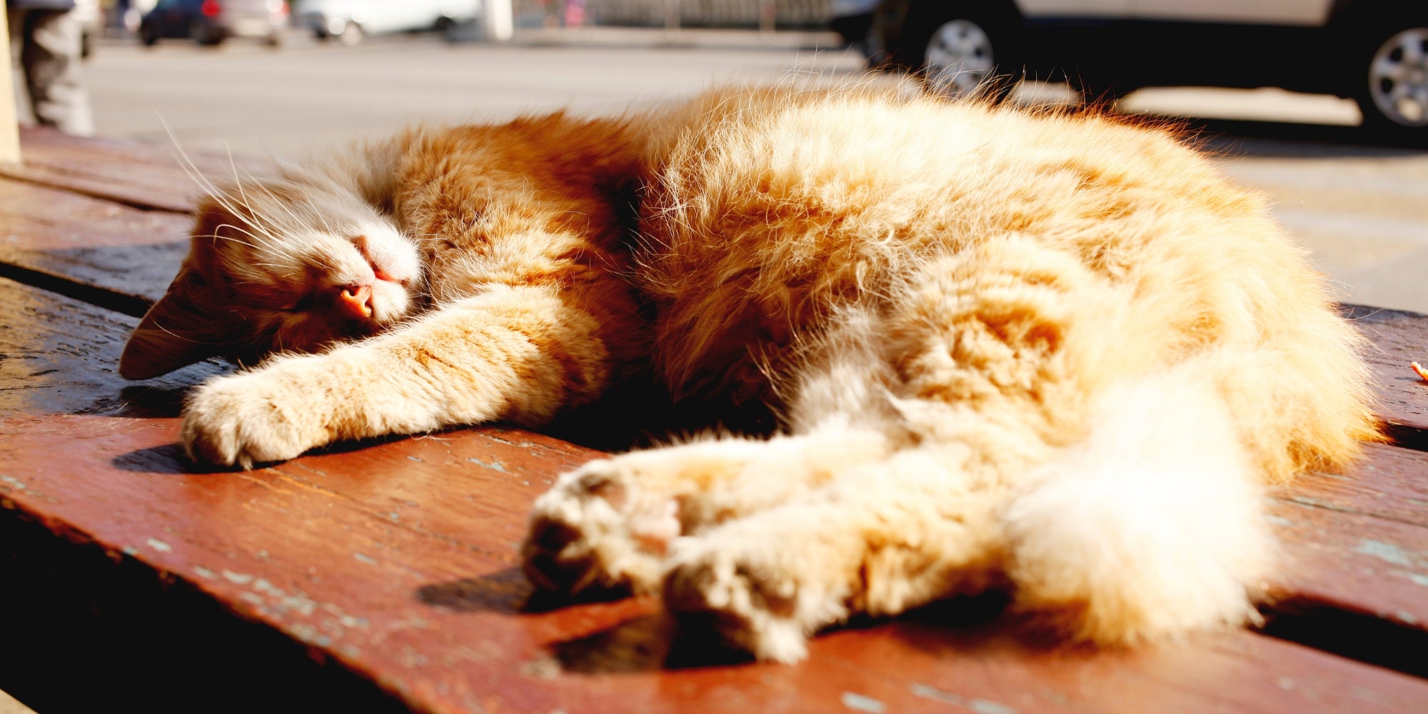 Gato dormido tomando el sol