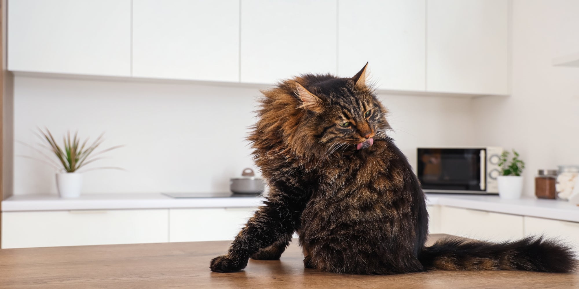 Gato divertido en la mesa de la cocina