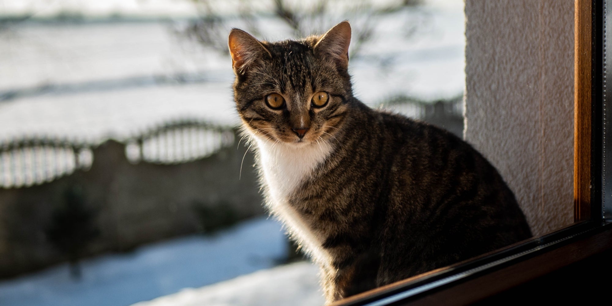 Gato atigrado marrón en la ventana