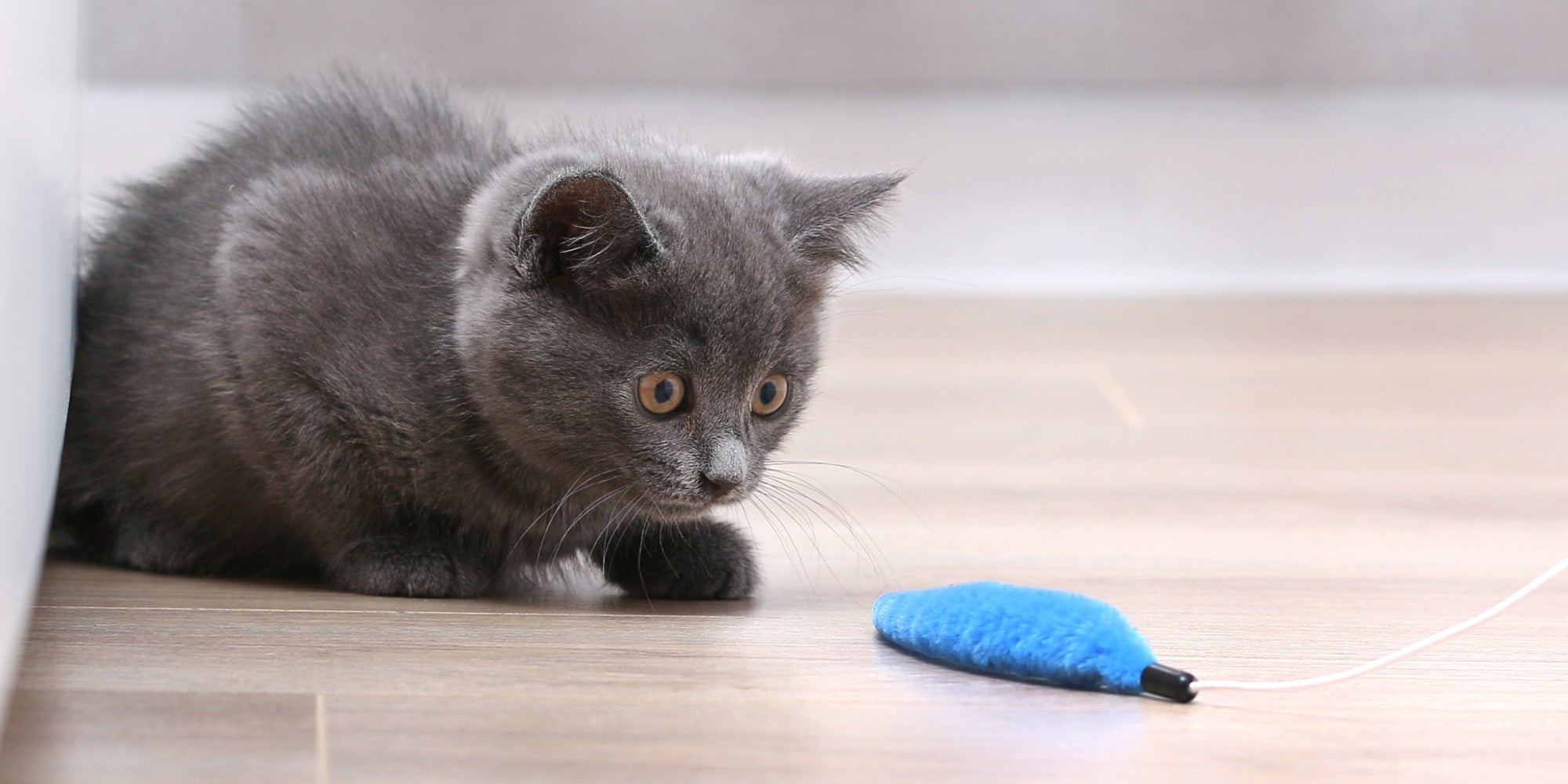 Un pequeño gatito gris juega con un juguete en una caña de pescar