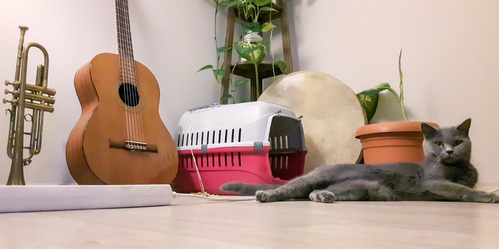 Instrumentos musicales y gato con casa para gatos
