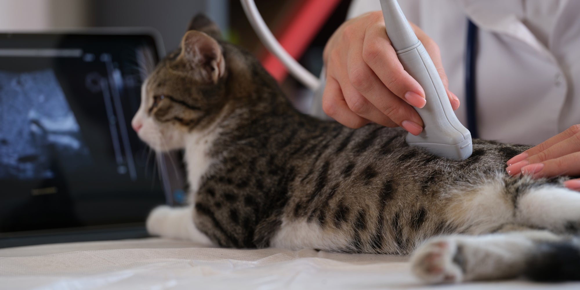 Un veterinario comprueba los riñones de un gato atigrado con un ecógrafo