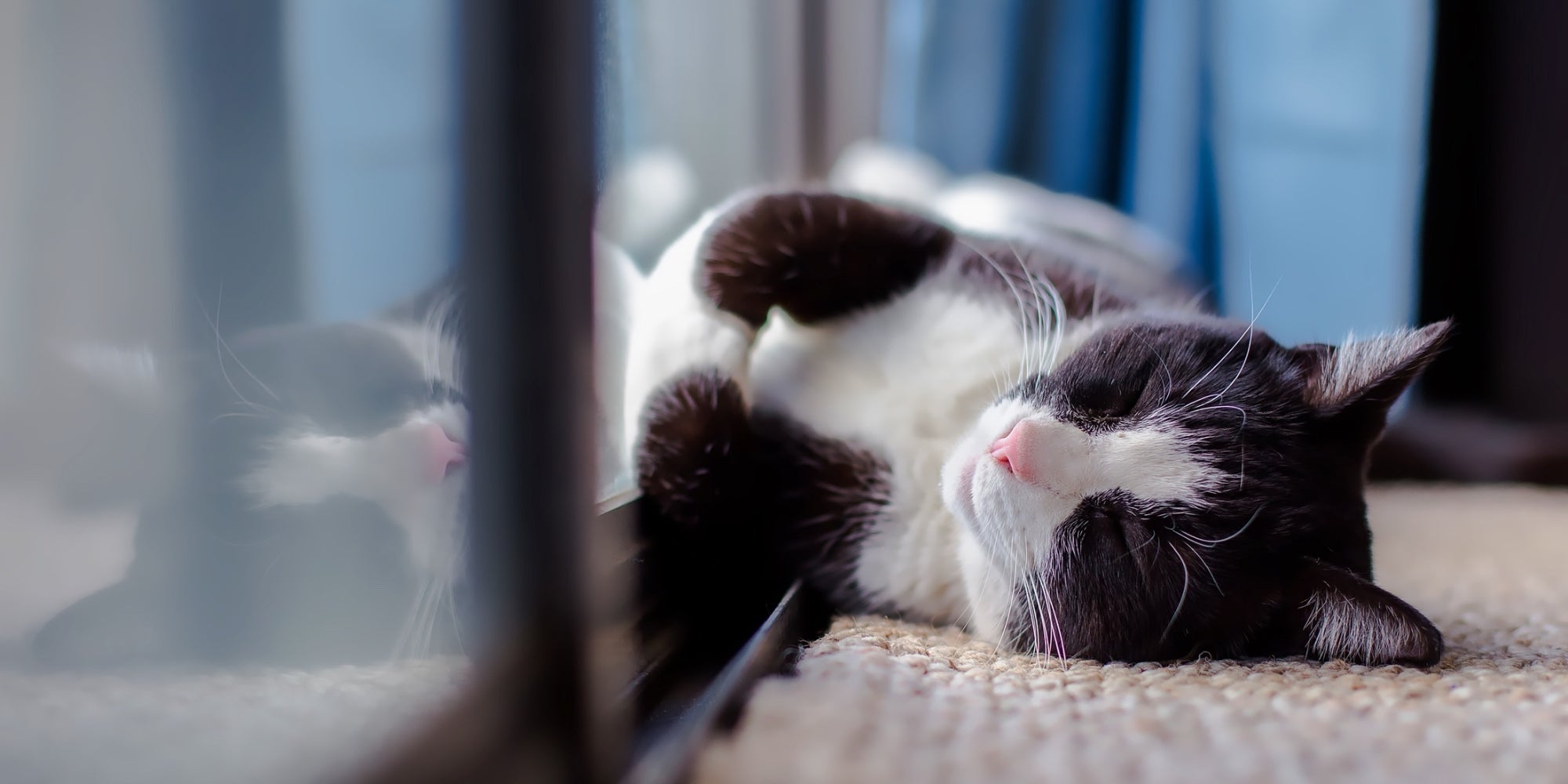 Gato durmiendo junto a la ventana