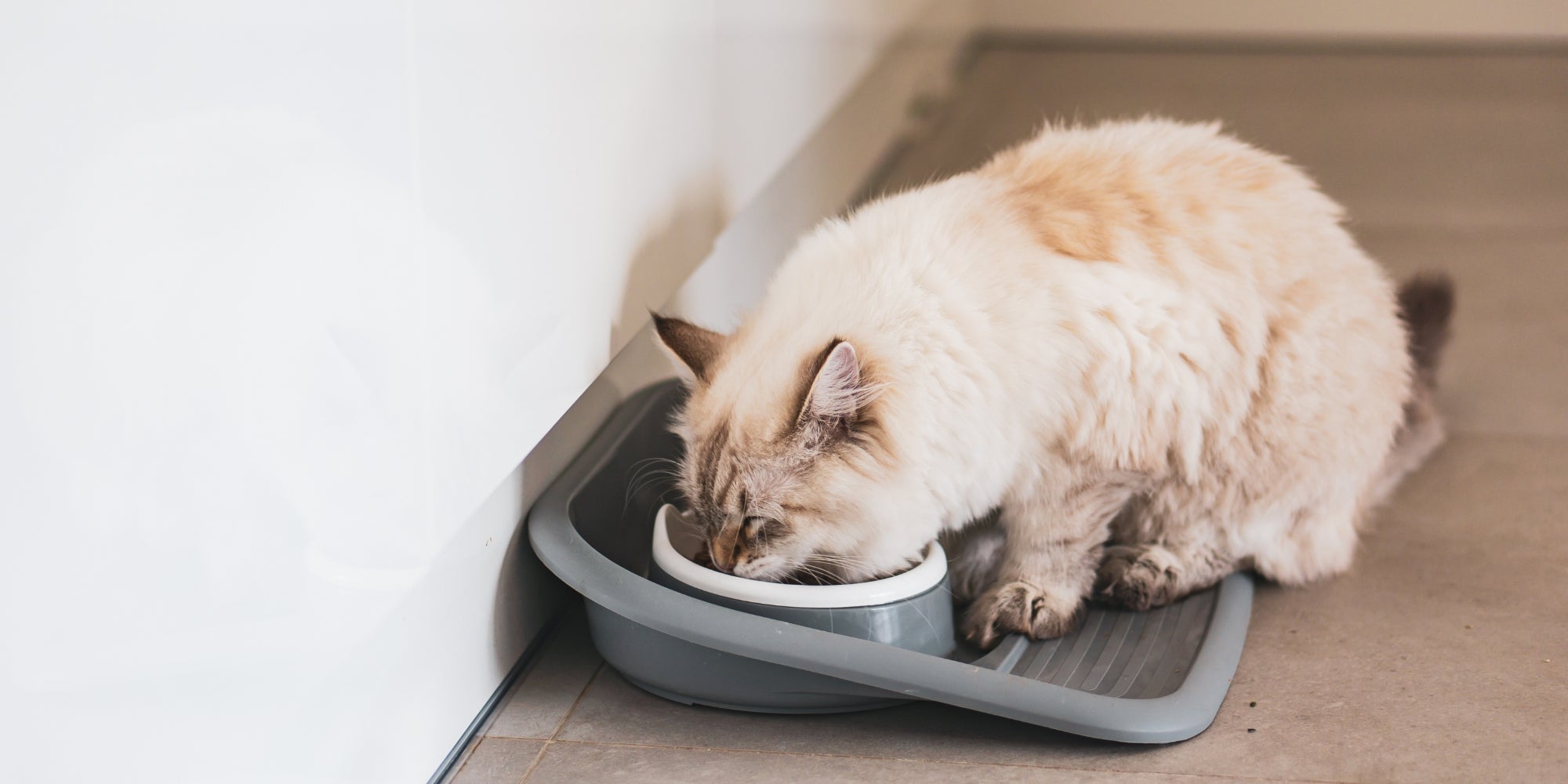 Un gato comiendo tranquilamente de su plato