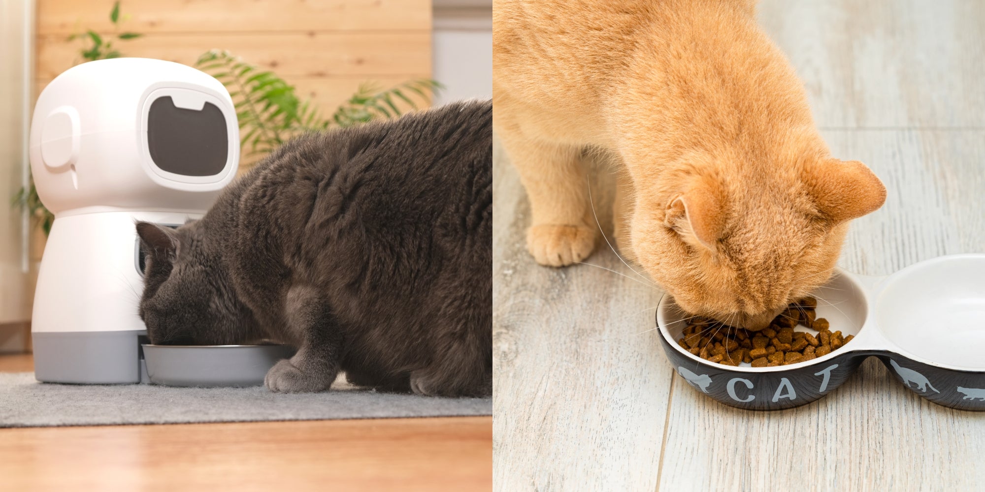 Dos gatos, uno comiendo de un dispensador automático (ilimitado), el otro de un plato medido (racionado)
