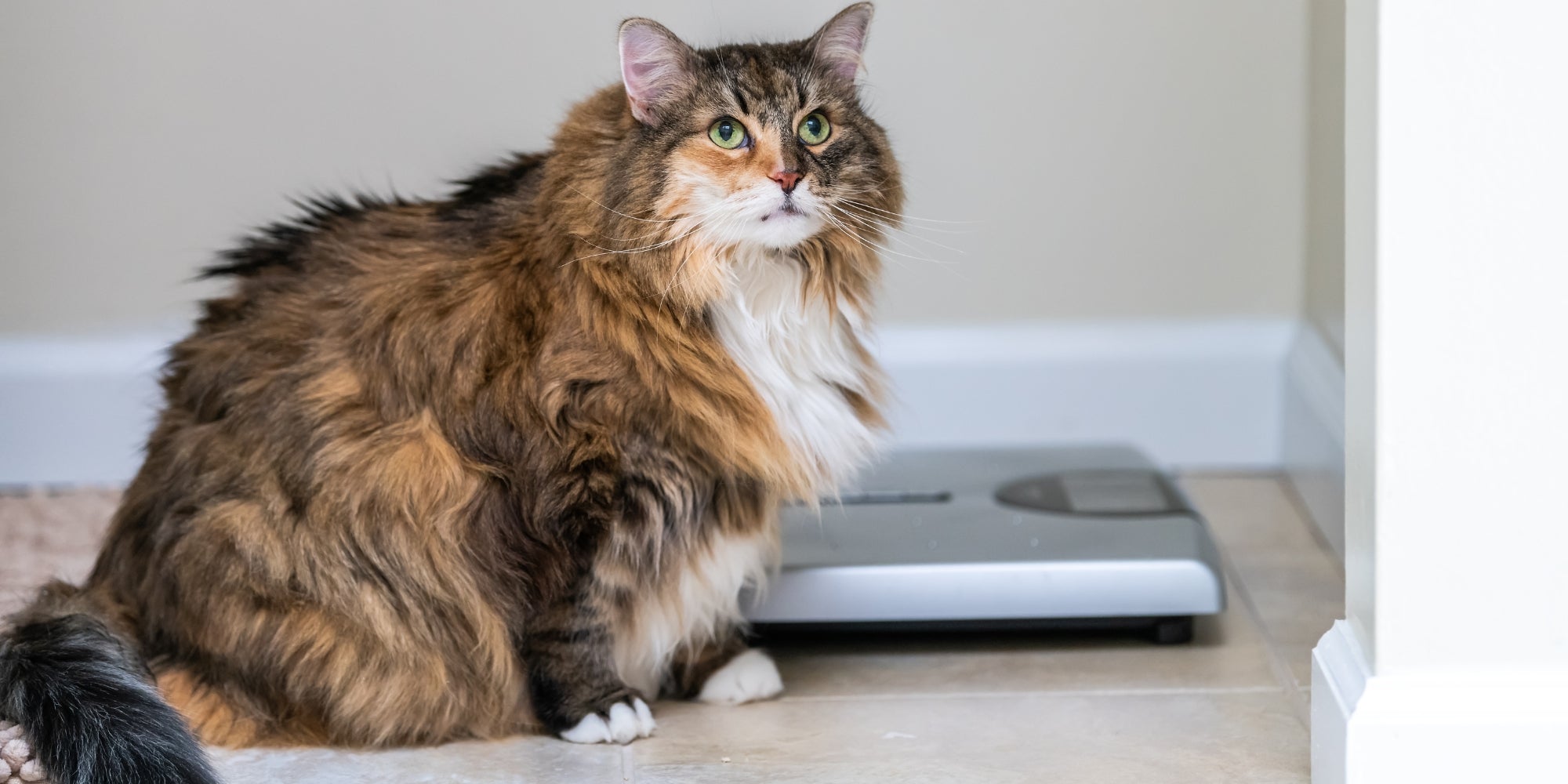 Calico maine coon gato mirando hacia arriba en el cuarto de baño en casa por la escala de peso con sobrepeso obesos felino grasa