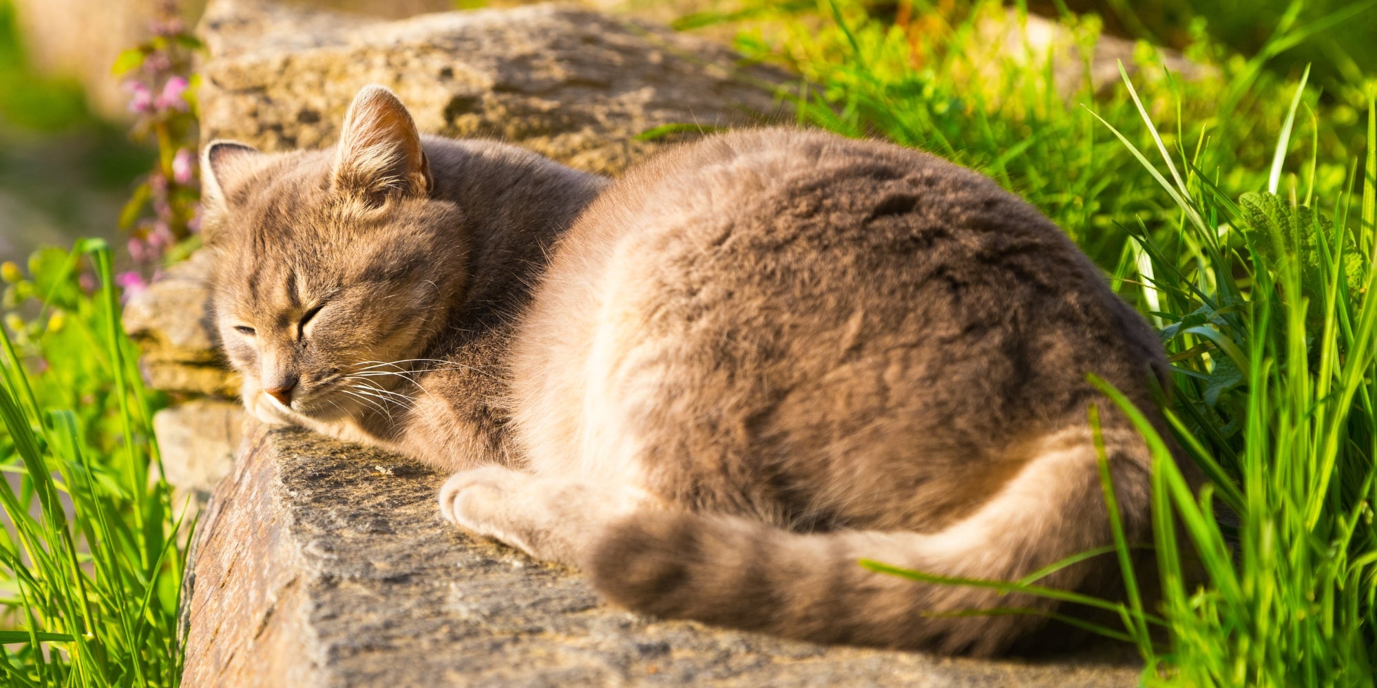 Gato durmiendo plácidamente sobre una piedra