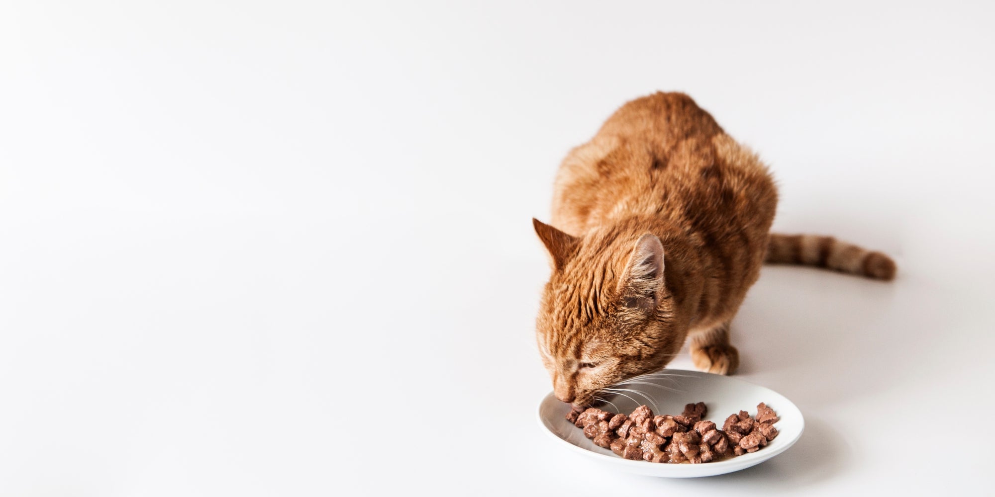 Ginger Cat comiendo mojado su comida