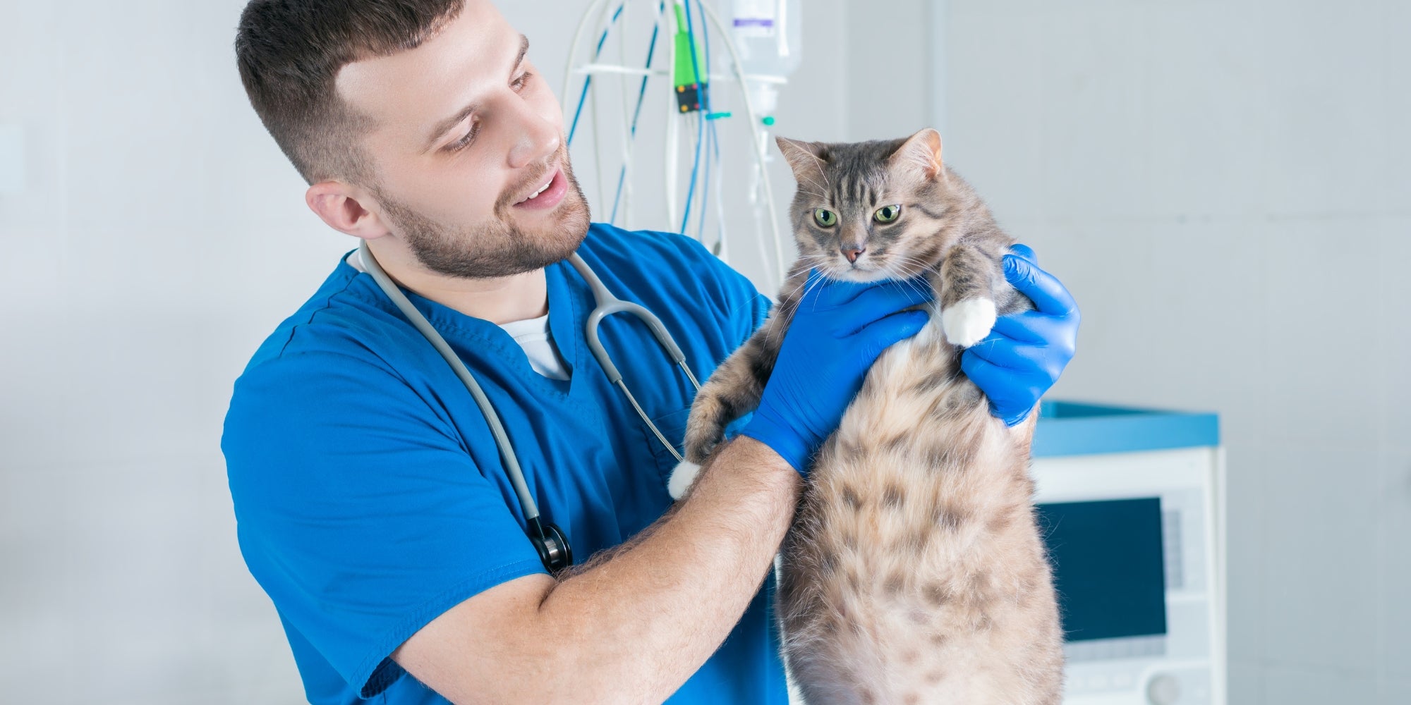 Gato en una consulta veterinaria, discutiendo la nutrición con el veterinario.