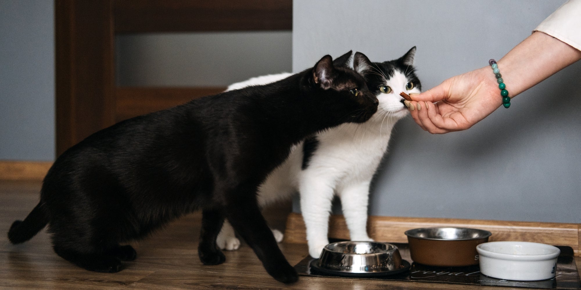 Gatos siendo alimentados a mano