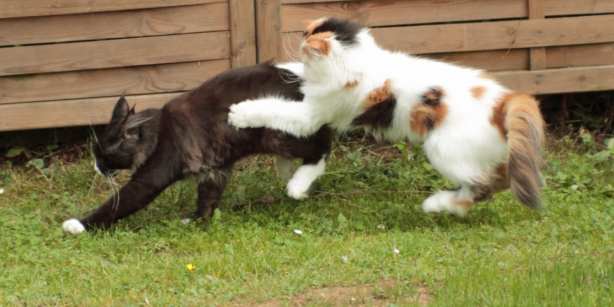 Gatos jugando en el jardín