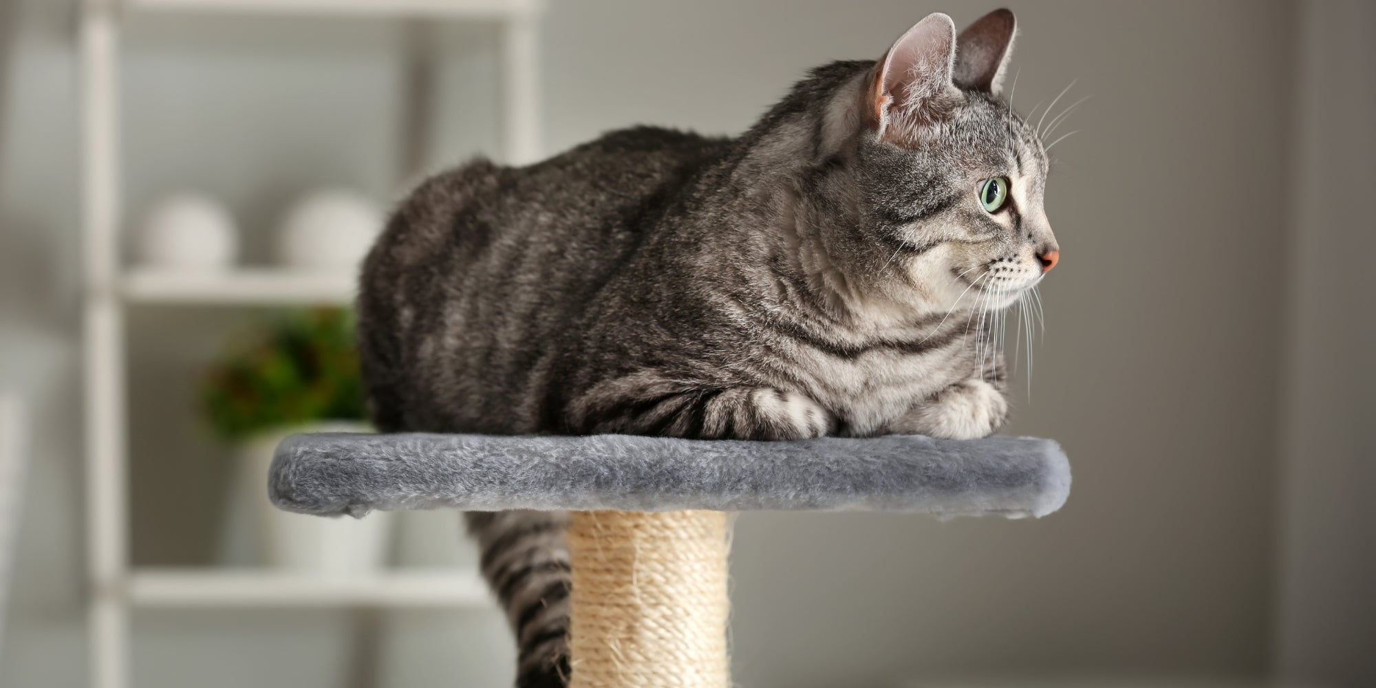 Lindo gato en un rascador en casa