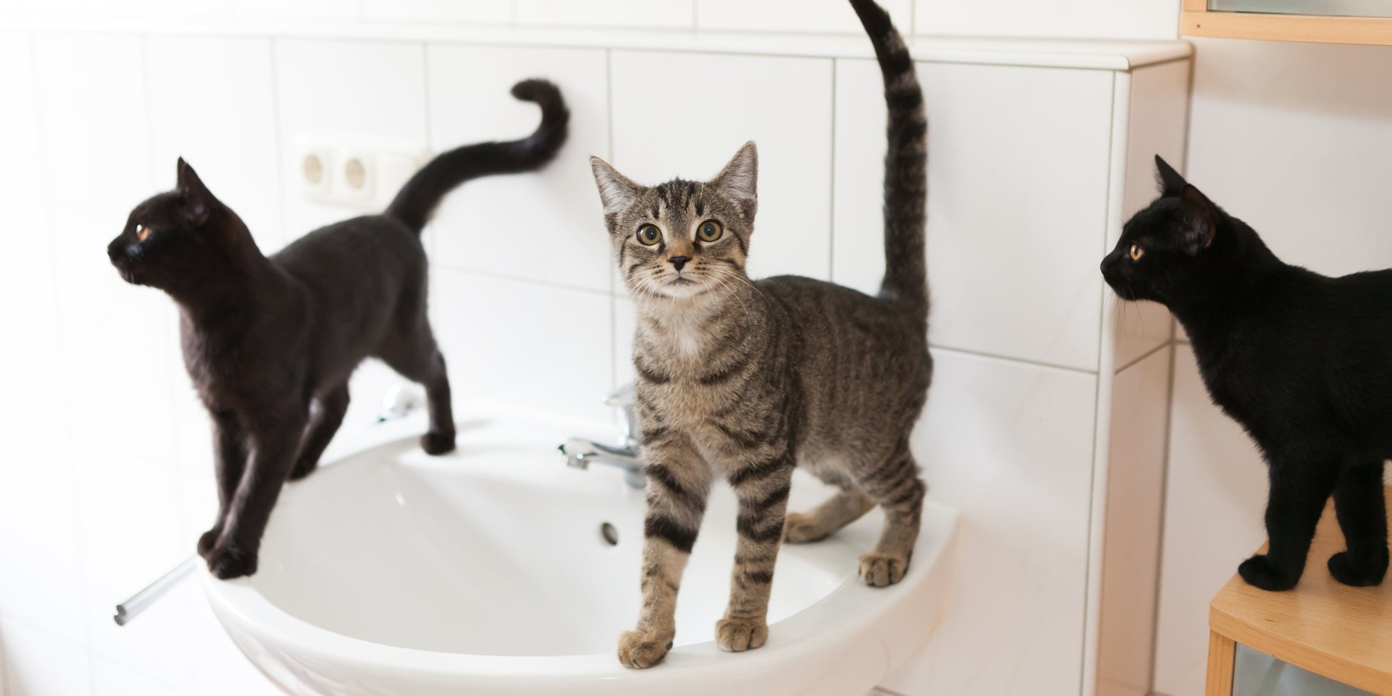 gatos en el baño