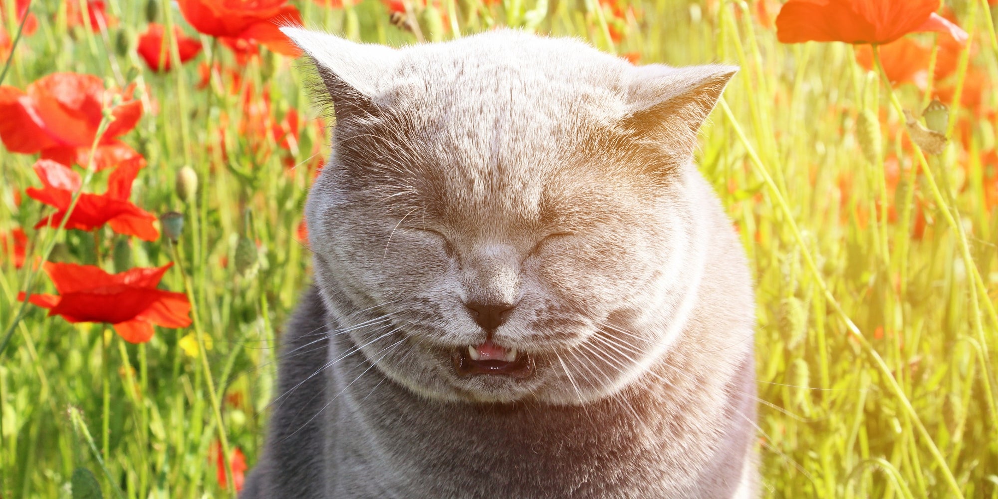 El peludo gato cerró los ojos y estornudó.