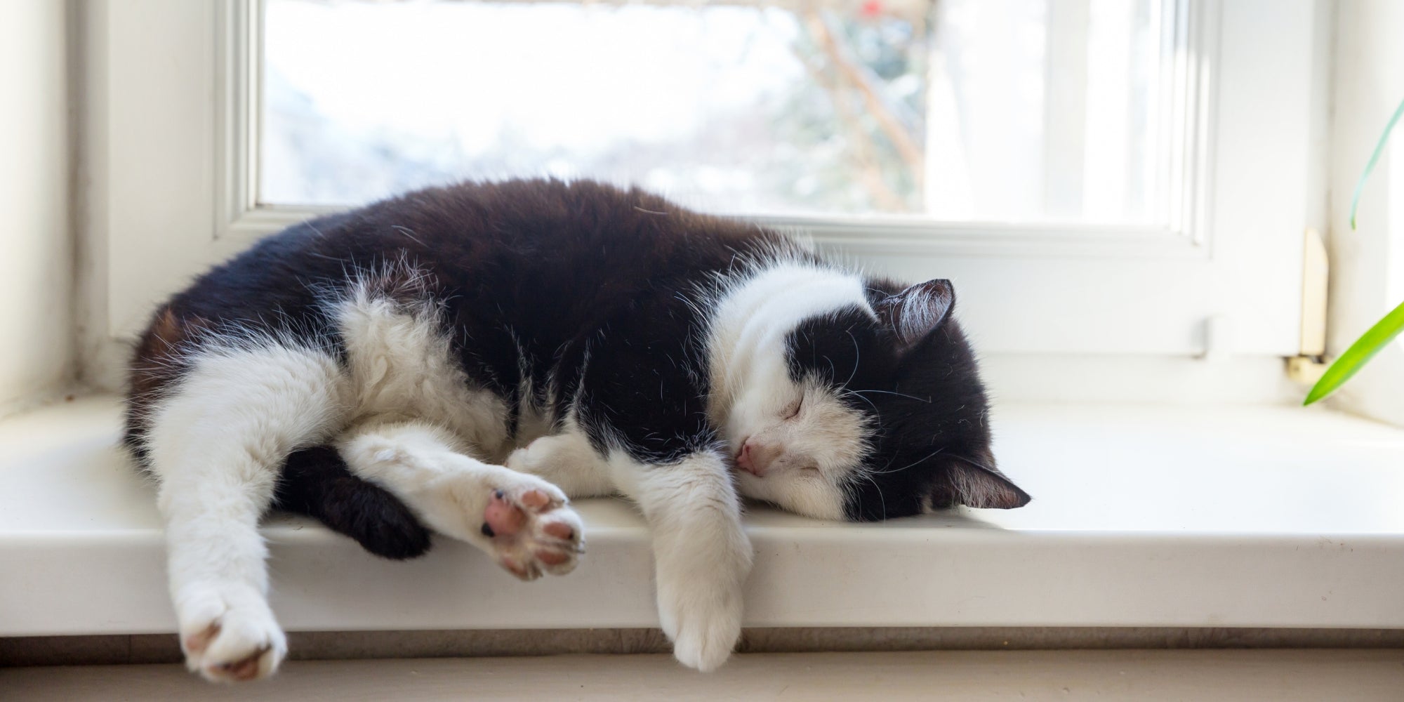 gato durmiendo cerca de la ventana