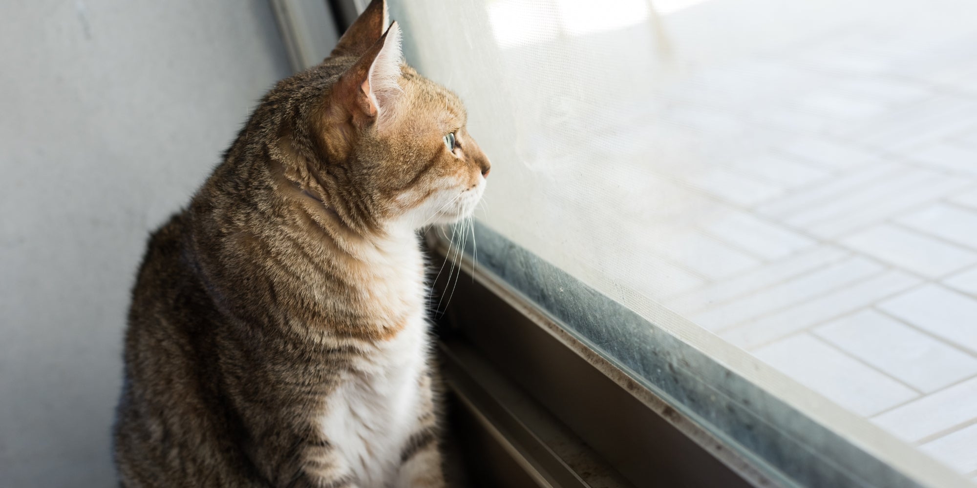 un gato mirando por una ventana
