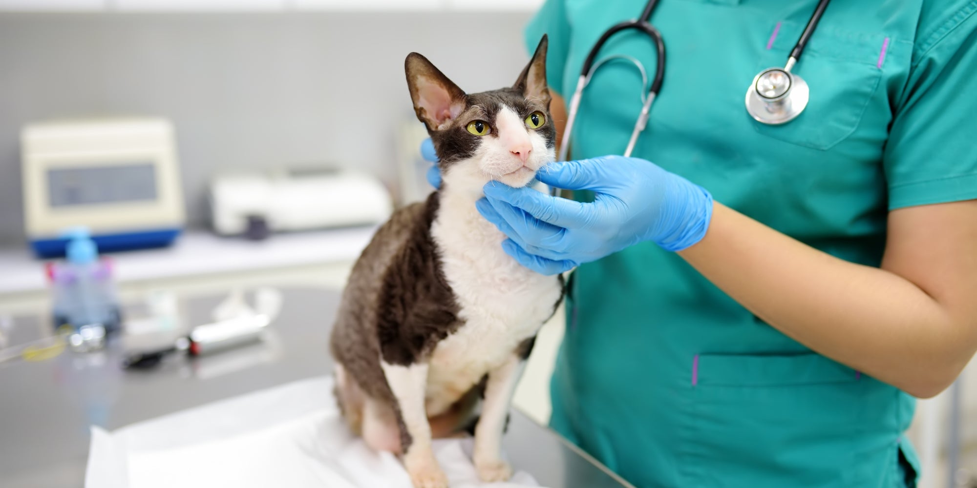 Un veterinario examina a un gato