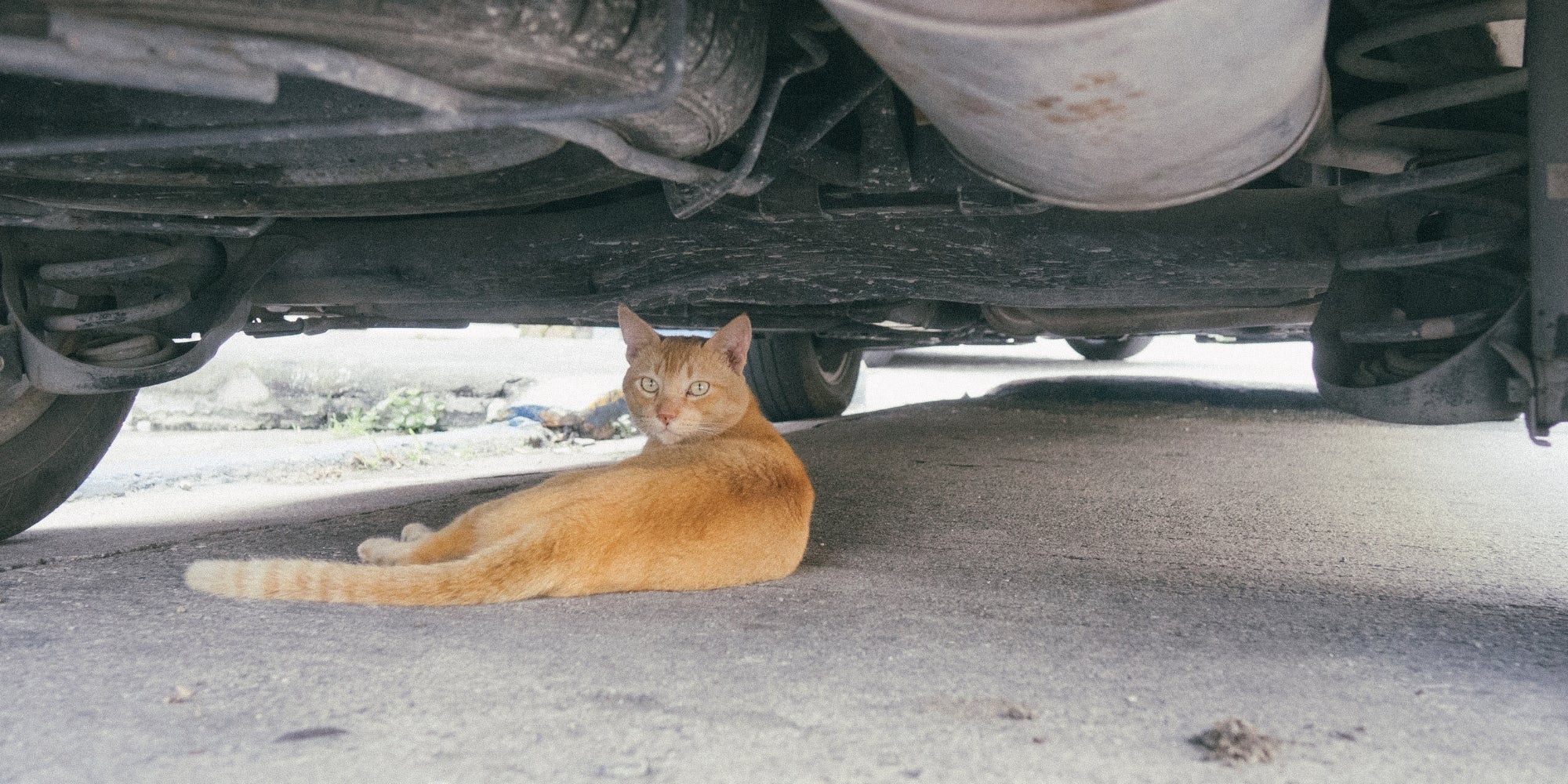 Gato bajo un coche