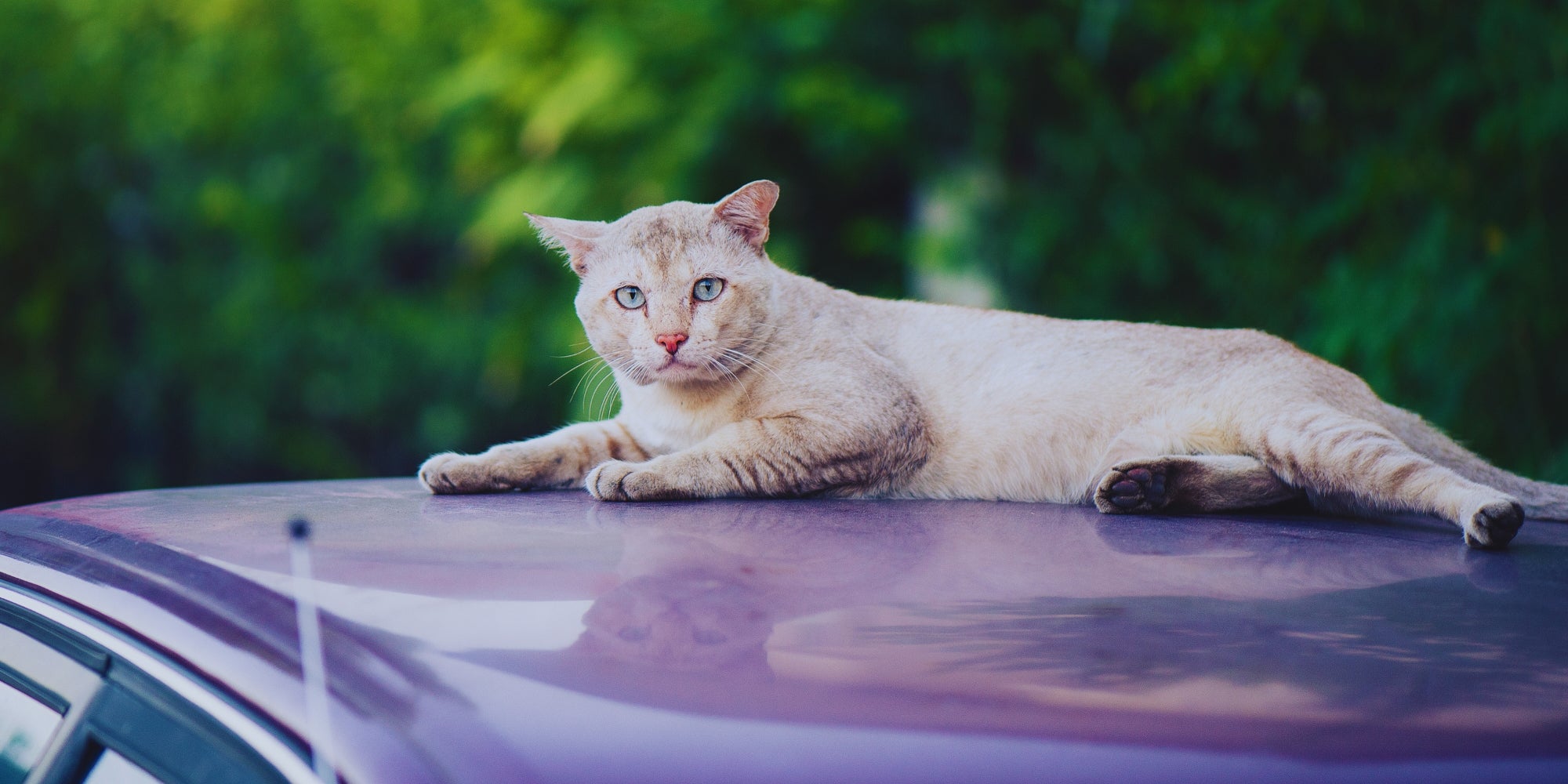 Gato encima de un coche