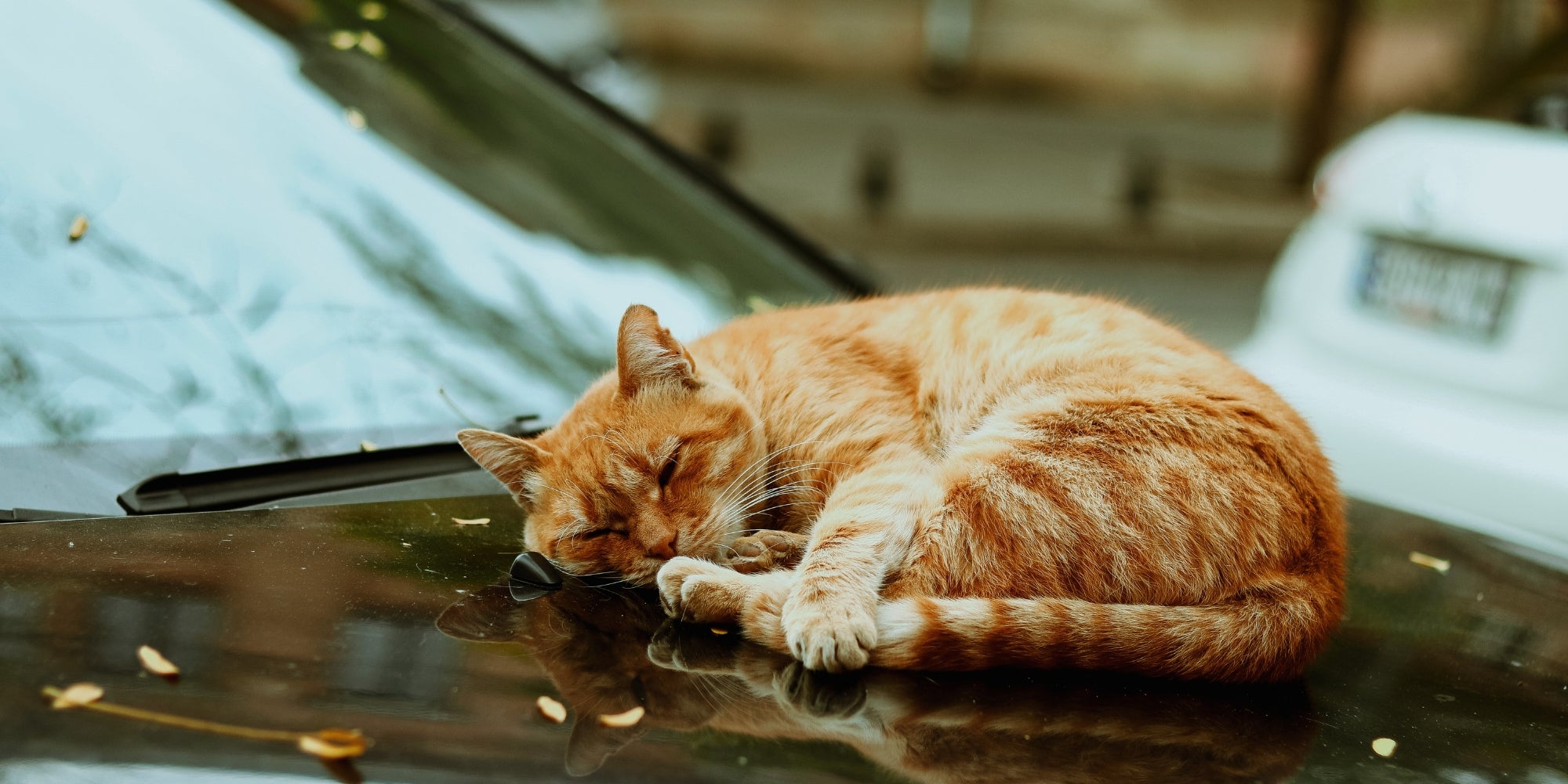 Gato durmiendo sobre el capó de un coche