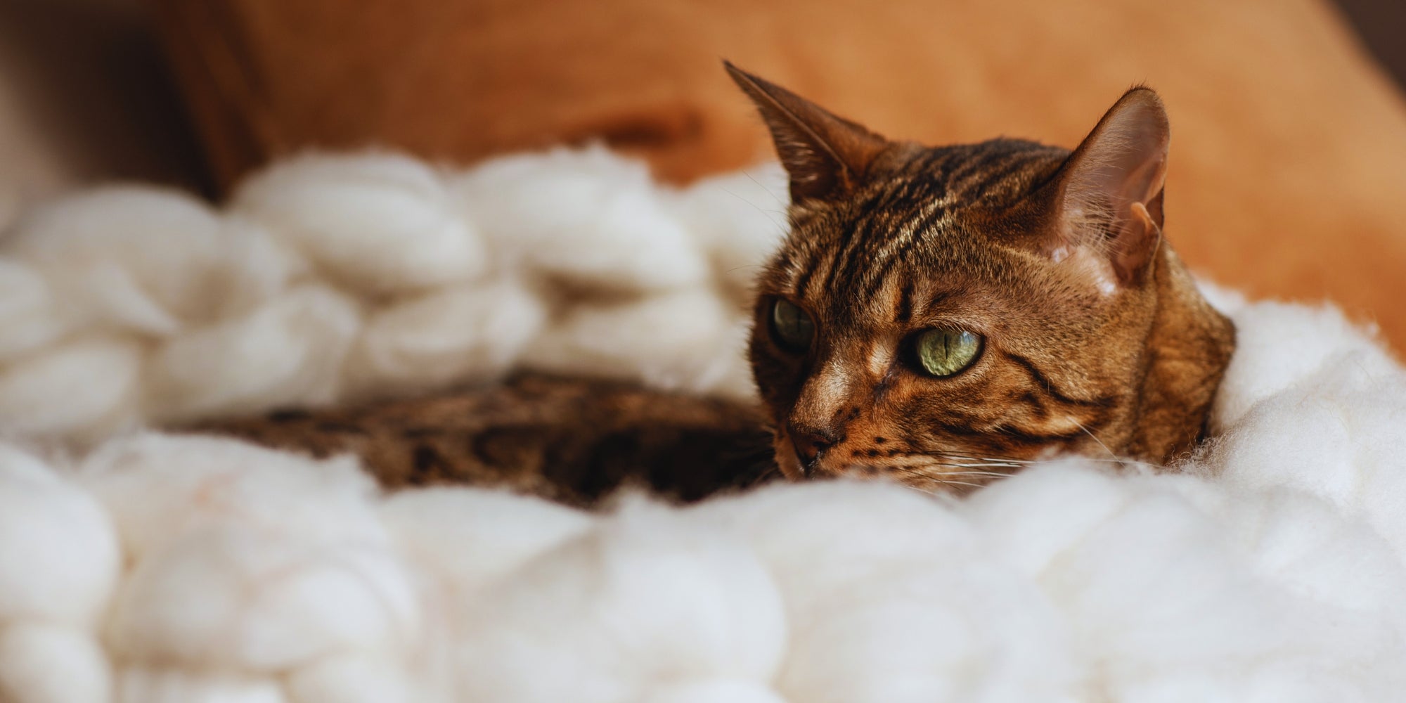 Gato de Bengala descansando en su cama