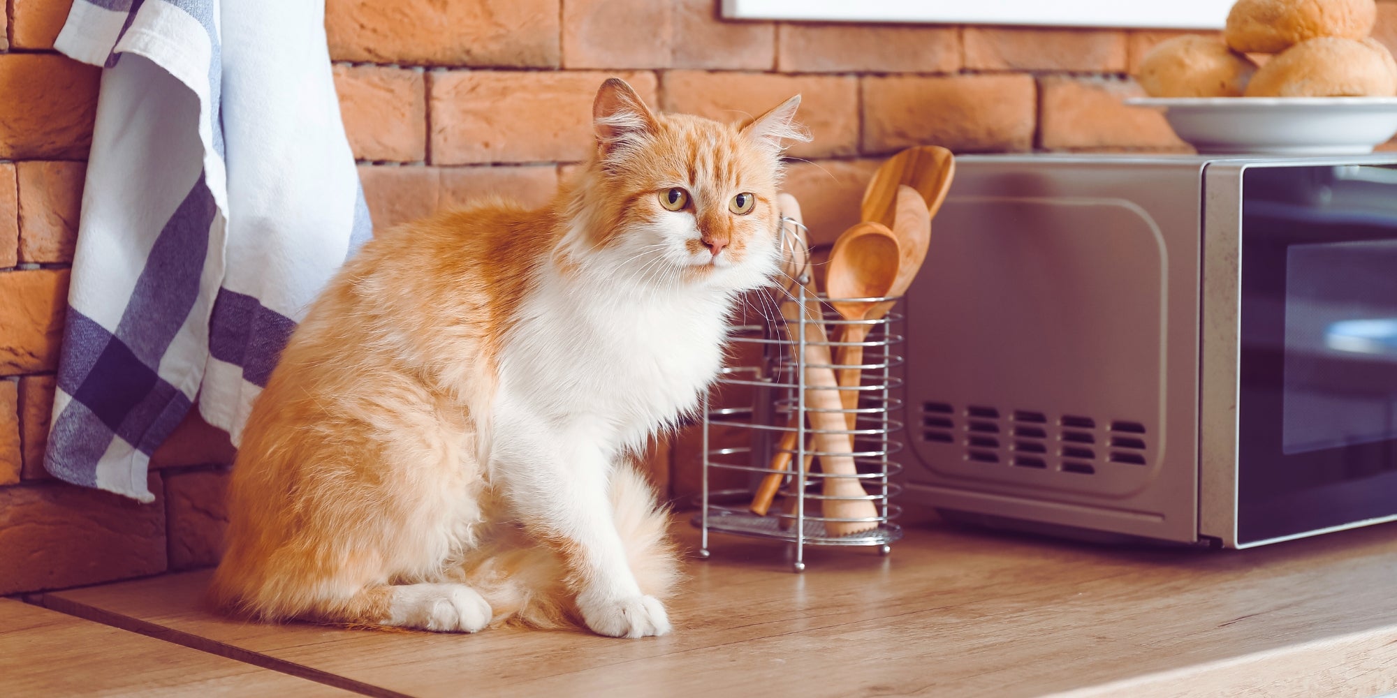 Gato en la encimera de la cocina