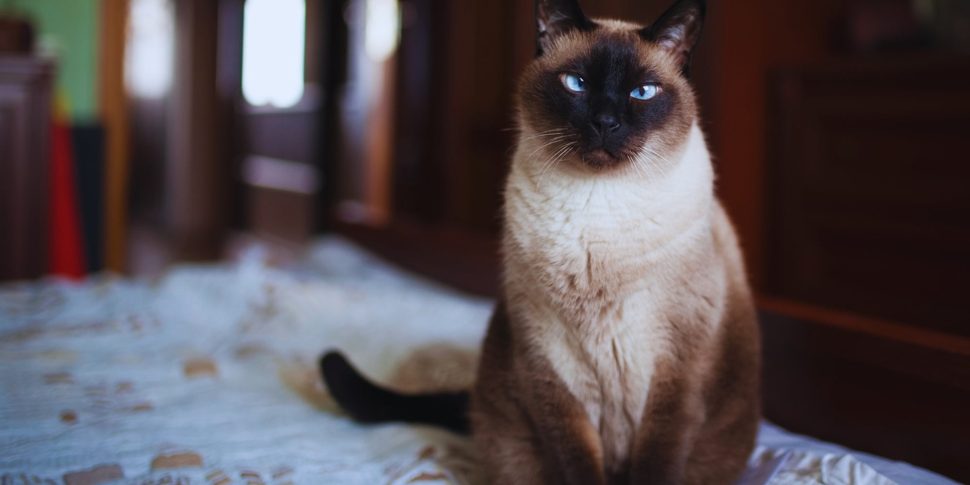 gato siamese en casa