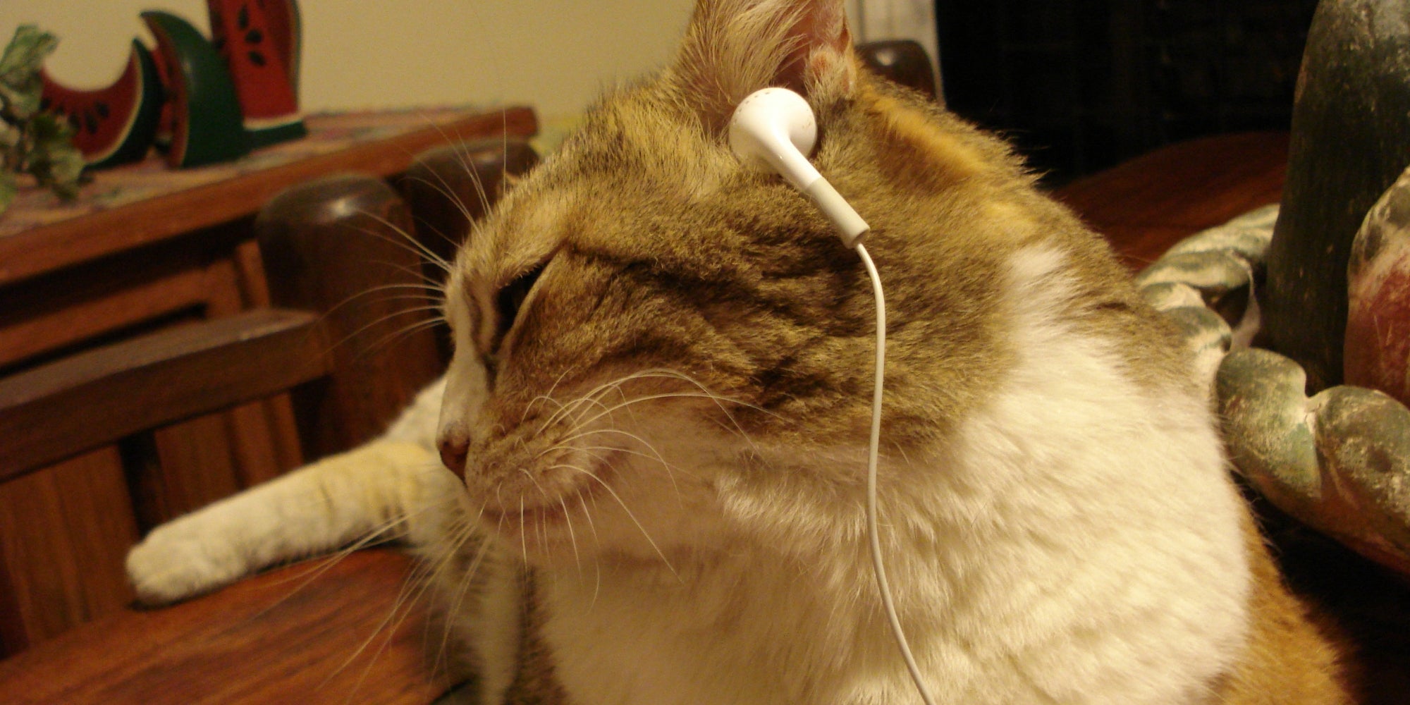 Gato escuchando música con auriculares