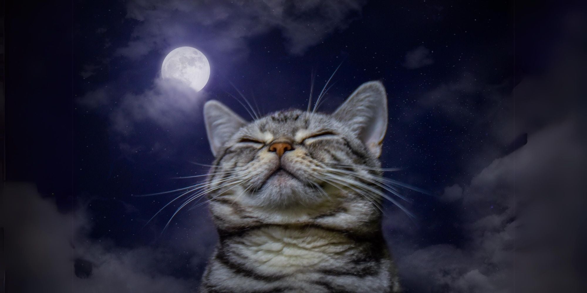 gato y la luna llena