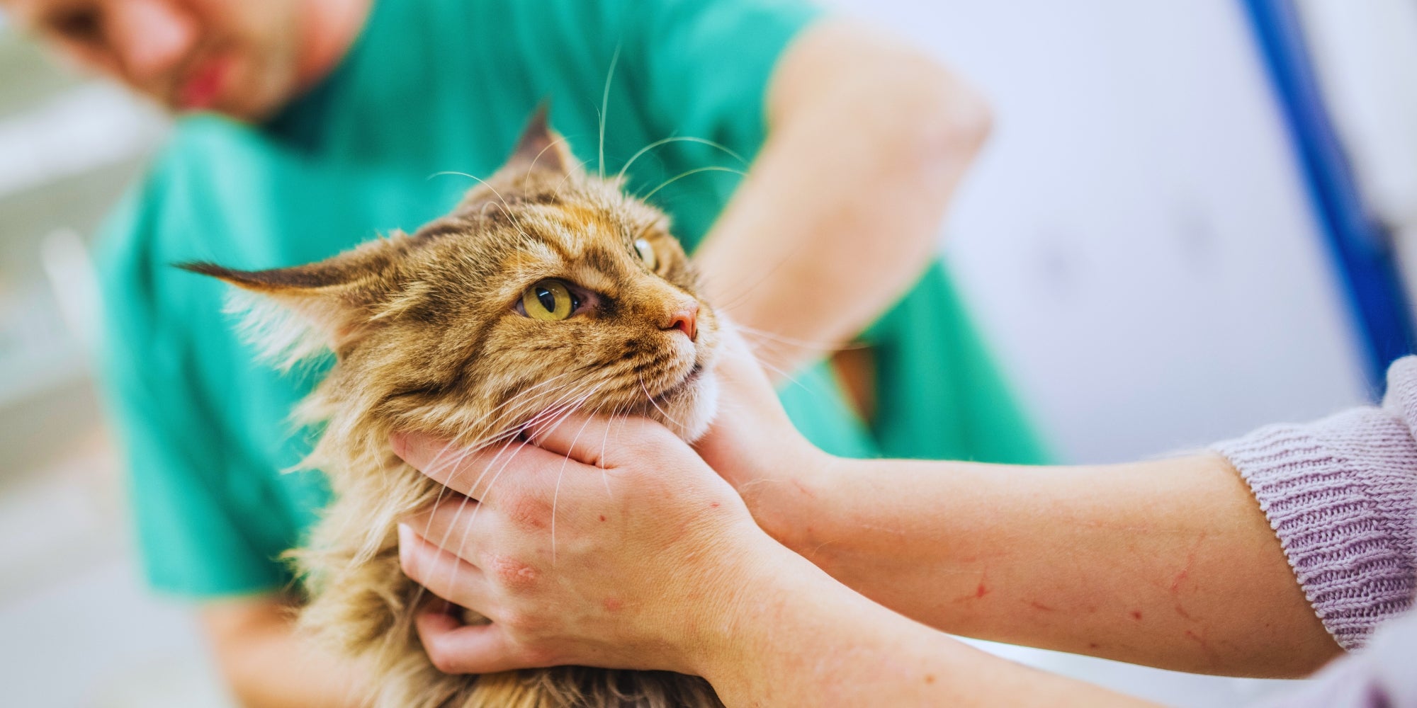Sostener a un gato mientras lo examina un veterinario de animales de compañía