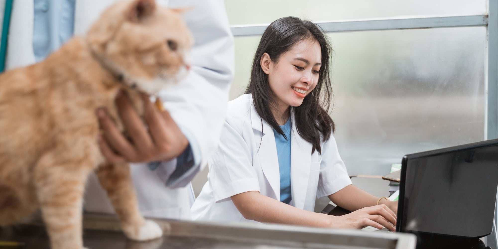 Una veterinaria tecleando con un portátil detrás de un veterinario examinando gatos