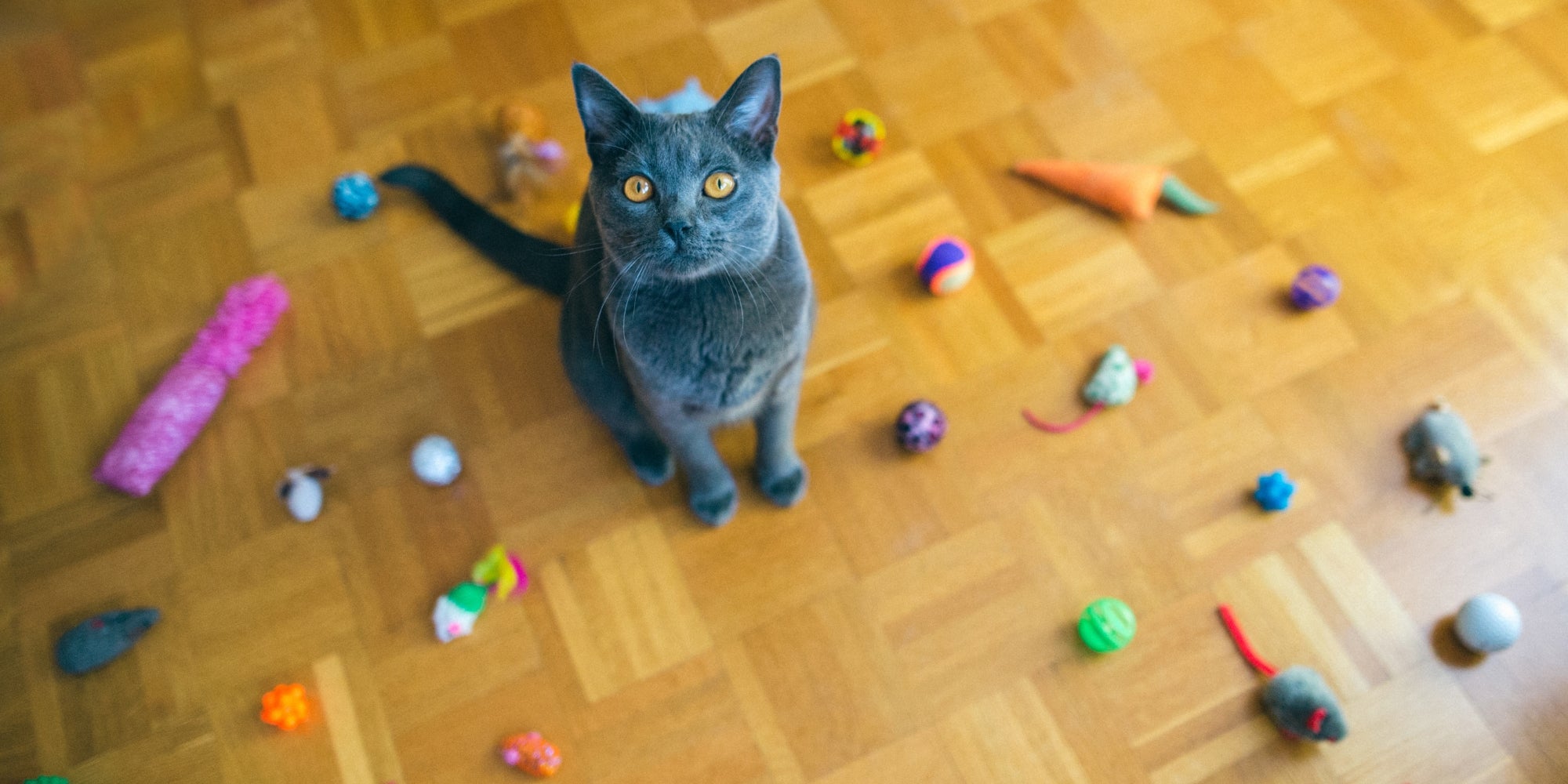 Gato Chartreux con juguetes
