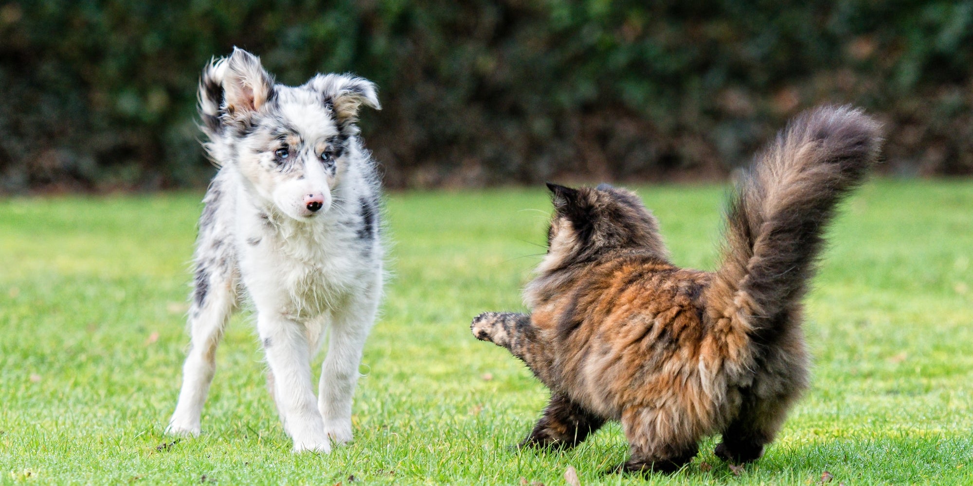 gato jugando con un perro