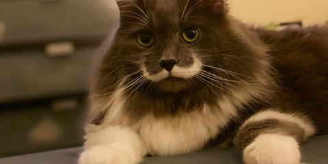 Hamilton El Gato con Bigote