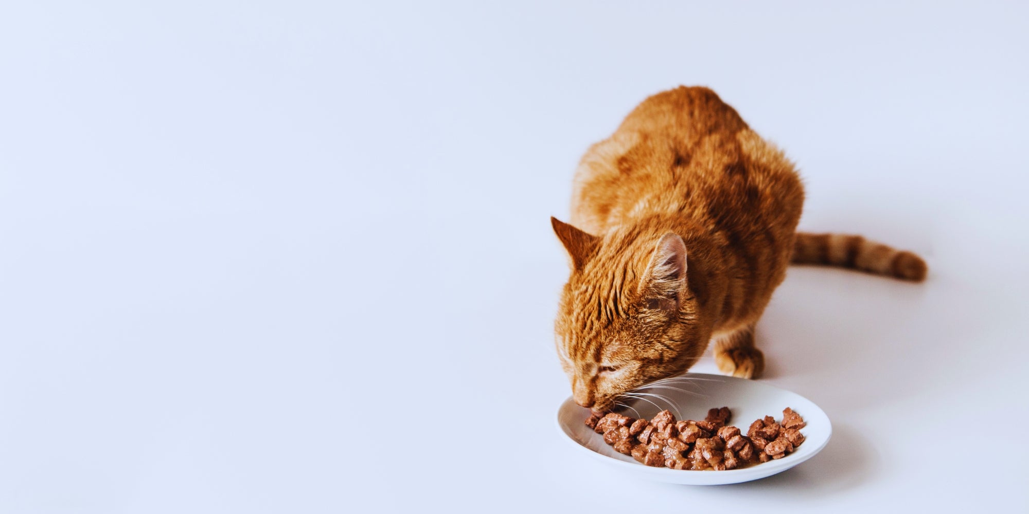 Gato pelirrojo comiendo mojado su comida