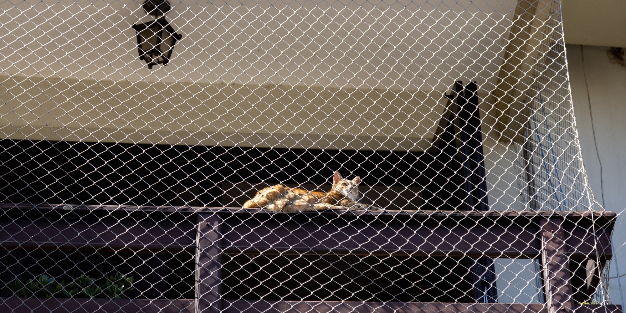 Gato sentado en la barandilla del balcón con protección de red