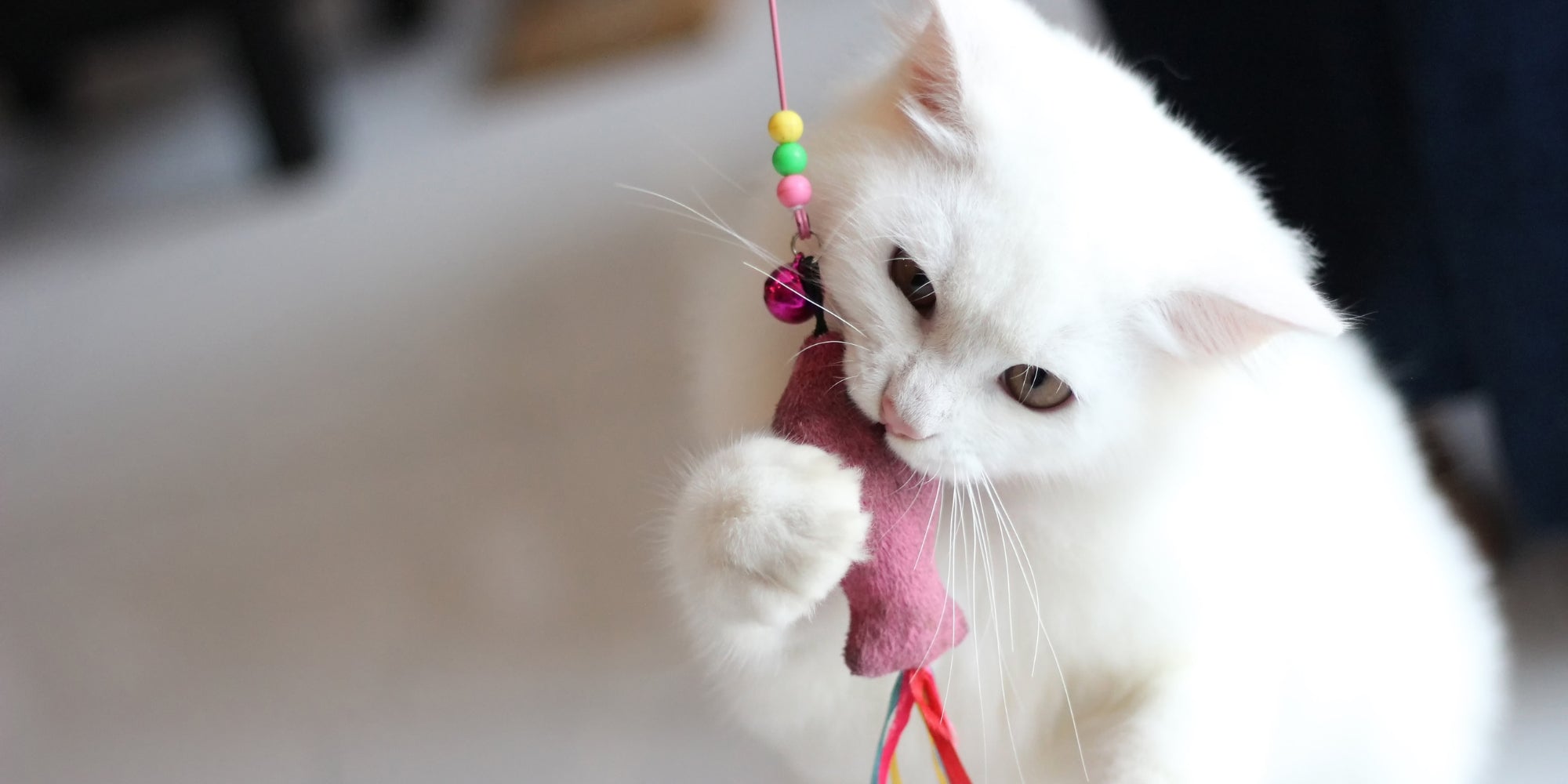 Gato blanco jugando con un juguete en casa