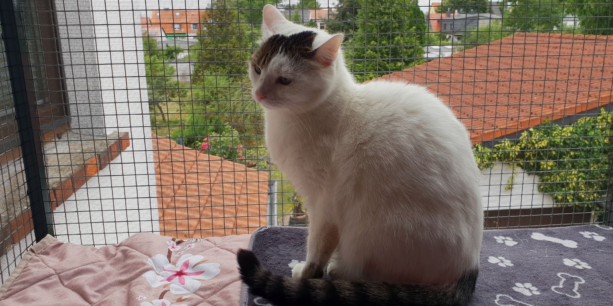 Gato blanco en el balcón con red de seguridad
